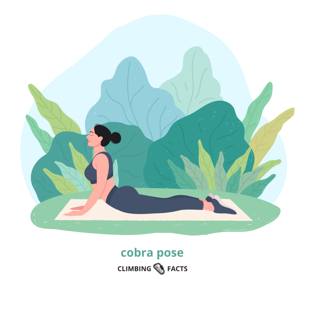 cobra pose is a yoga pose for climbers to increase their flexibility and keep a healthy spine