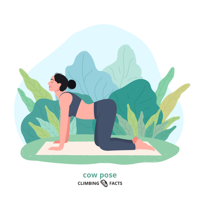 cow pose is a yoga pose for climbers to increase their flexibility and help with breathing
